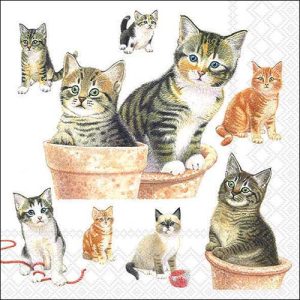 Salveta Cute kittens ZC61