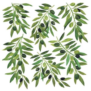 Salveta Tracey's Oliviers MAS10