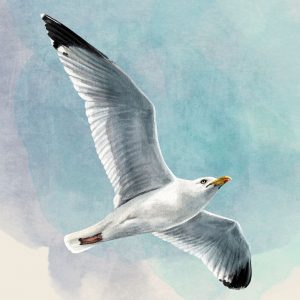 Salveta Seagull MO33