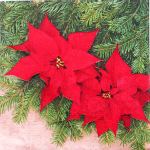 Salveta Poinsettia blossom ZI72