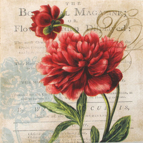 Salveta Red Rose, R3