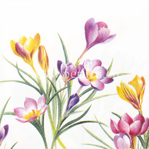 Salveta Woodland Crocus C91