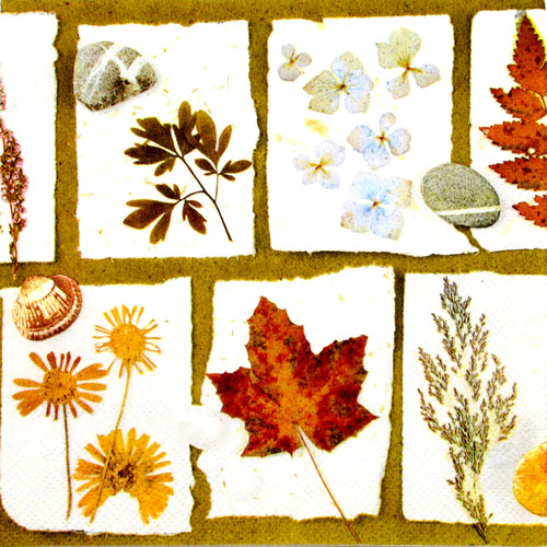 Salveta My Herbarium VP8