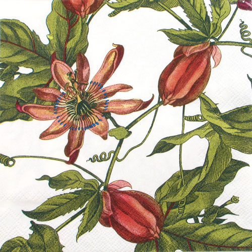 Salveta Pink Passion C33