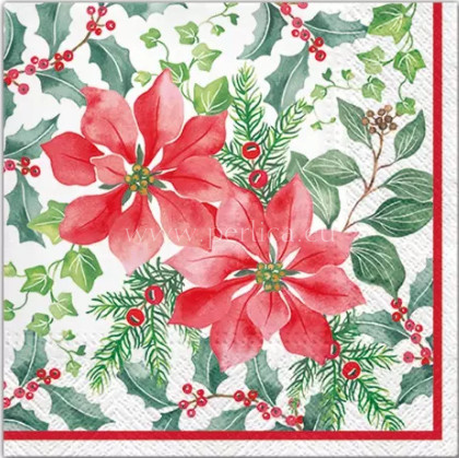 Salveta Poinsettia aquarell BZ19
