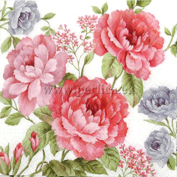 Salveta Rose Rose CR23