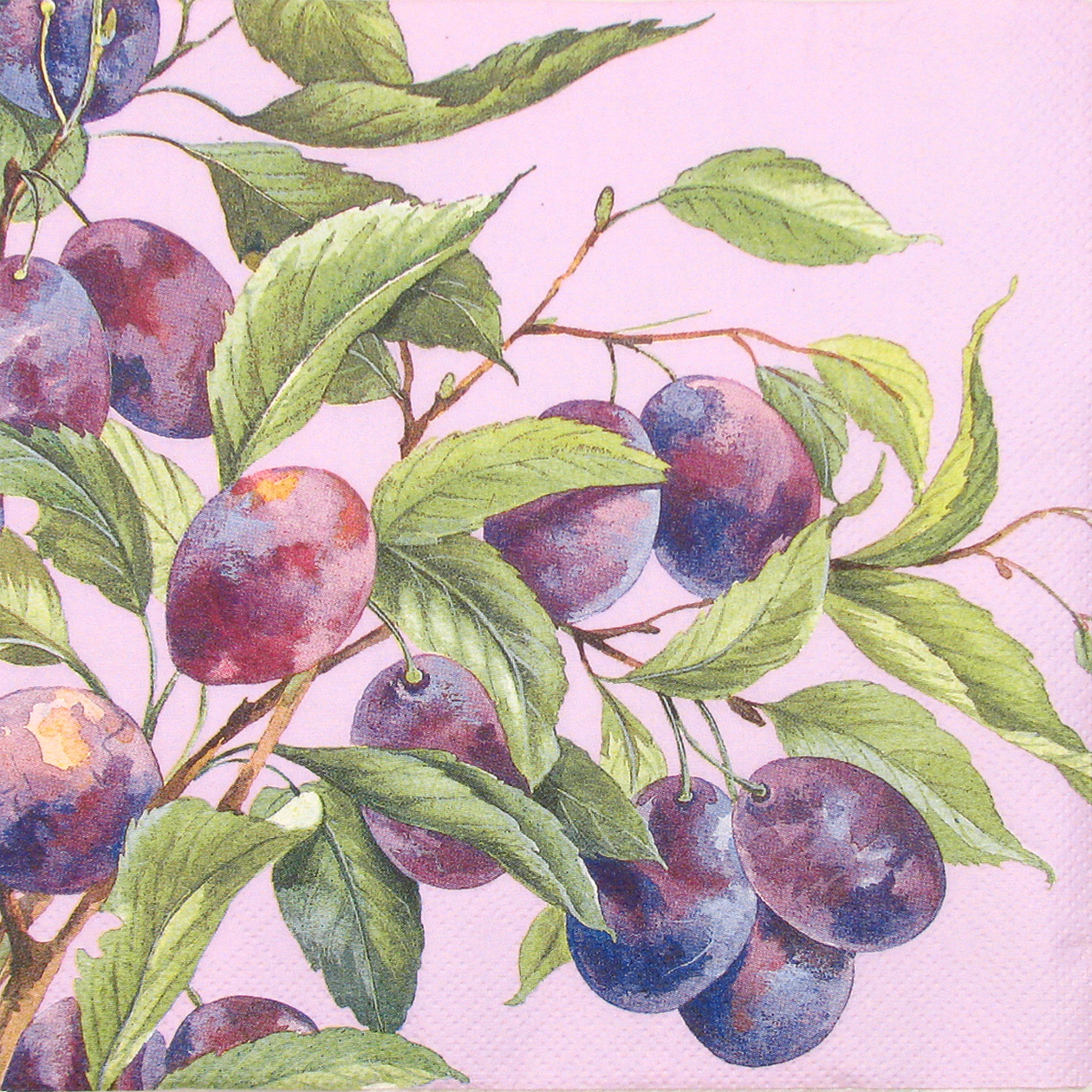 Salveta Plum tree lilac VP15