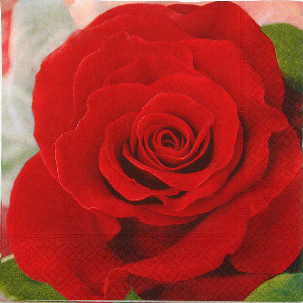 Salveta Red rose  CR21