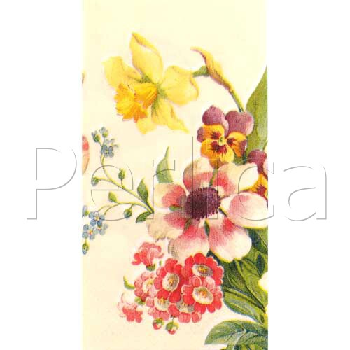 Pap.maramice Wellcome spring PC4