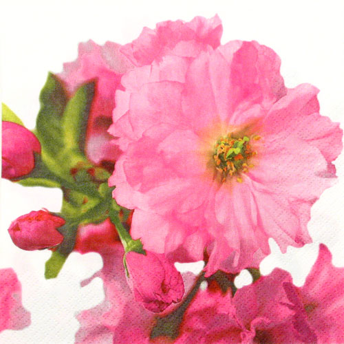 Salveta "Hybiscus" C58