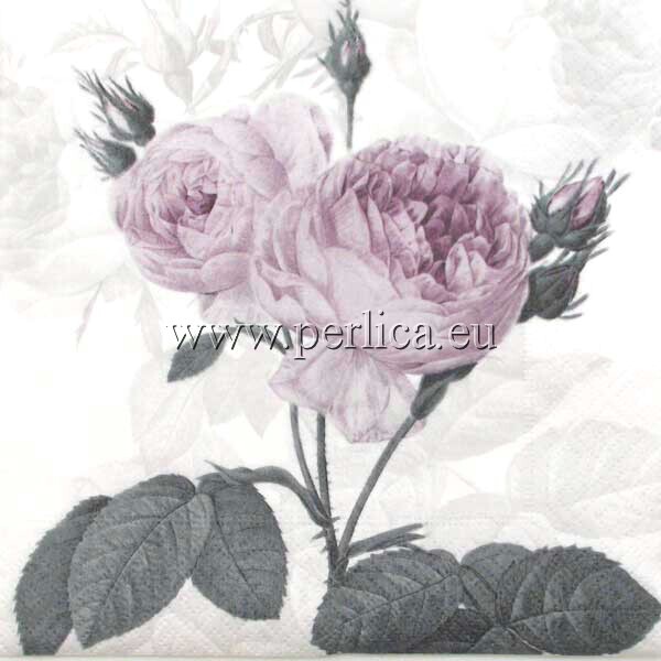 Salveta Violet rose SG2