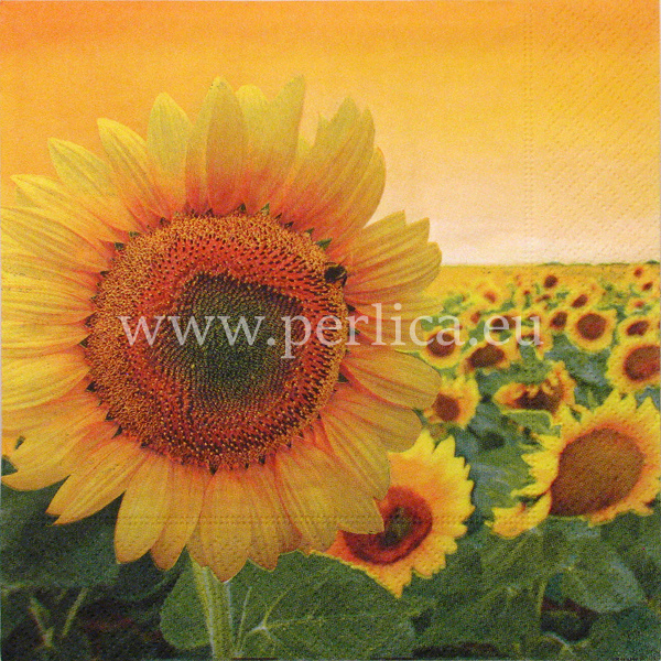 Salveta "Sunshine" C52