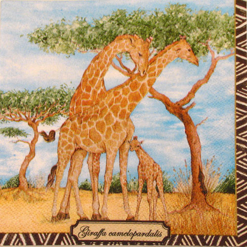 Salveta Giraffa camelopardatis, J8