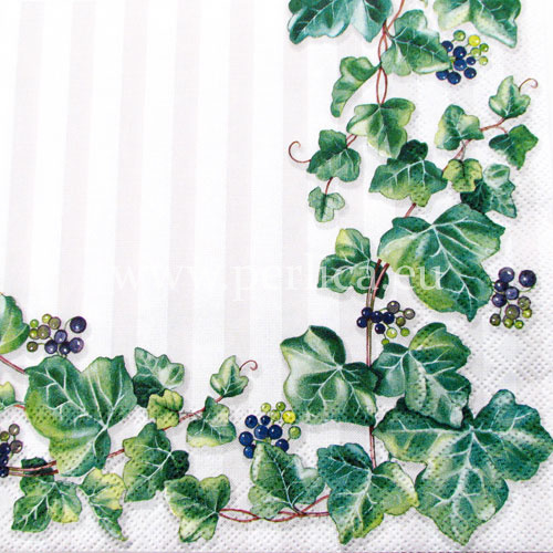 Salveta "Hedera" C49