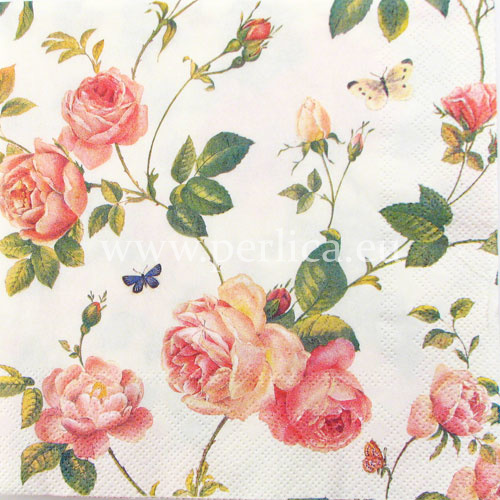 Salveta" New Rambling rose" CR23
