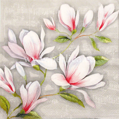 Salveta Magnolia p C41