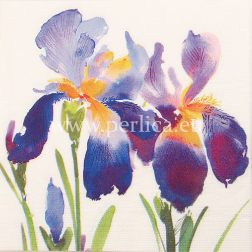 Salveta Purple iris C46