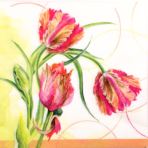 Salveta Parrot Tulip, C64
