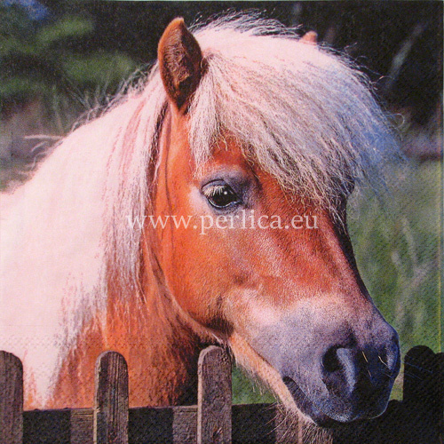 Salveta "My Horse" ZMK1