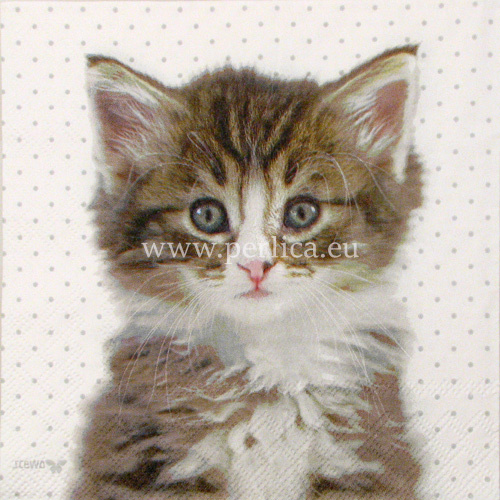 Salveta "Dots cats" ZC1
