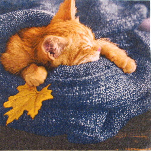 Salveta" Autumn cats" ZD4