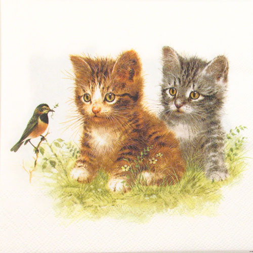 Salveta Kitten Friend, ZC2
