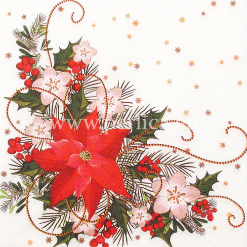 Salveta"Starly Poinsettia", BZ16