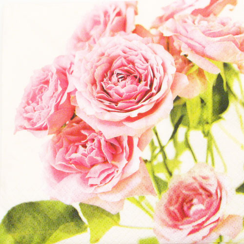 Salveta Rose and roses CR9