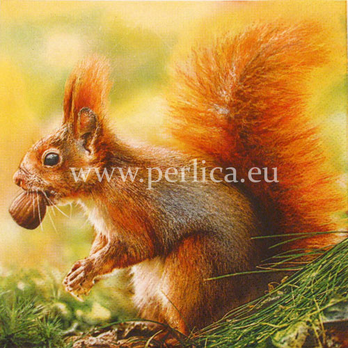 Salveta "Red Squirrel" ZS8