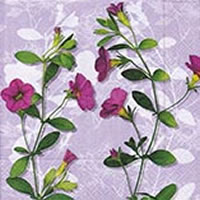 Salveta_4ca8b803d982d.jpg