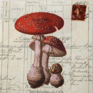 Salveta_Amanita__4f9c0ab647d0f.jpg