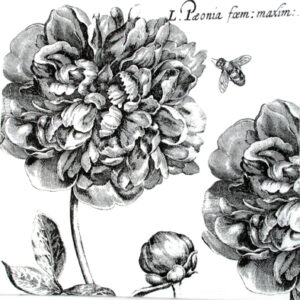 Salveta_Arabeska_4f5a833fce341.jpg
