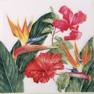 Salveta_Exotic_51756eb755bcb.jpg