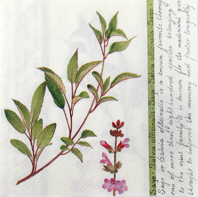 Salveta_Kadulja_4d455039d3ead.jpg
