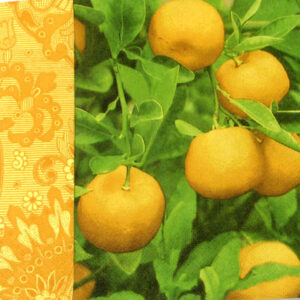 Salveta_Mandarin_4f1aa186b6787.jpg
