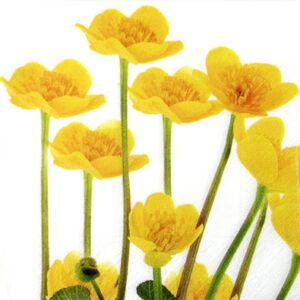 Salveta_Marigold_50712e7bae8bb.jpg