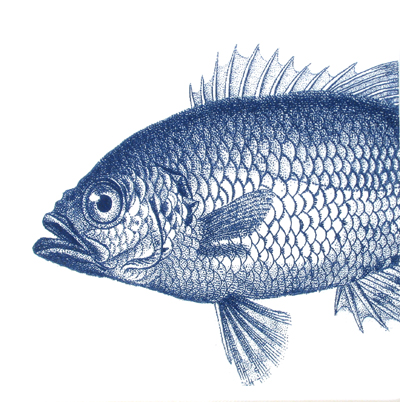 Salveta_Plava_ri_4f5caf5c4b6d1.jpg