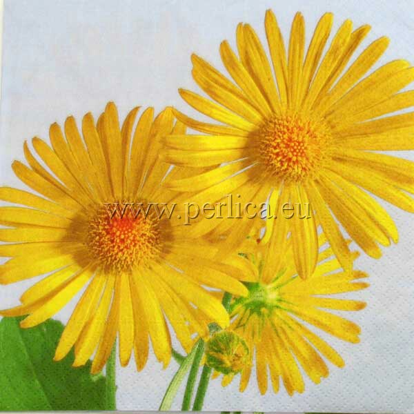 Salveta Yellow sunshine C12