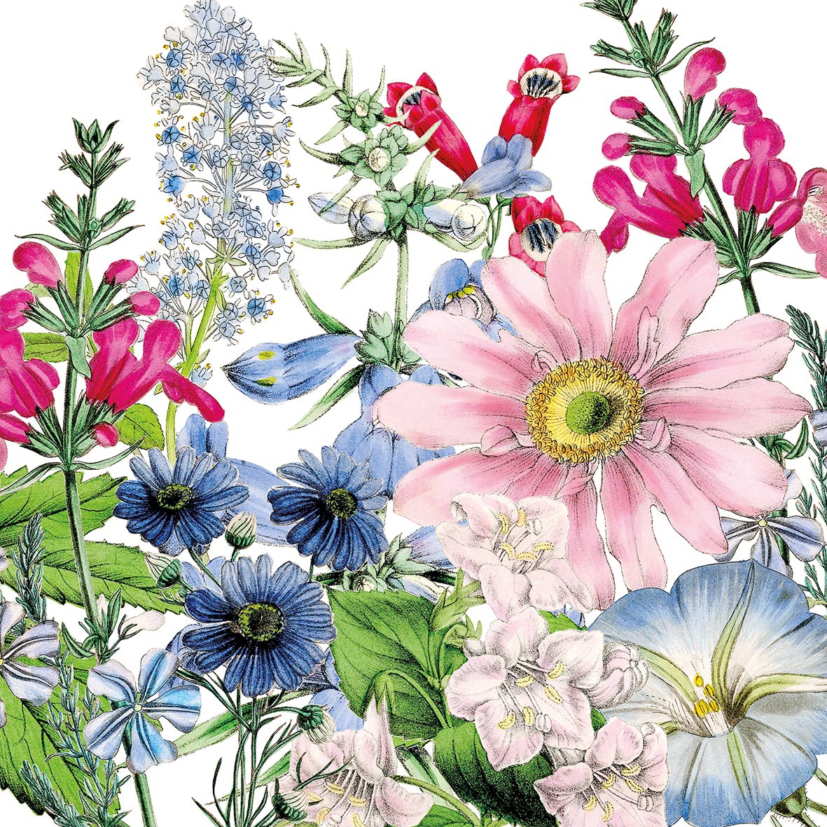 Salveta Floriculture C44