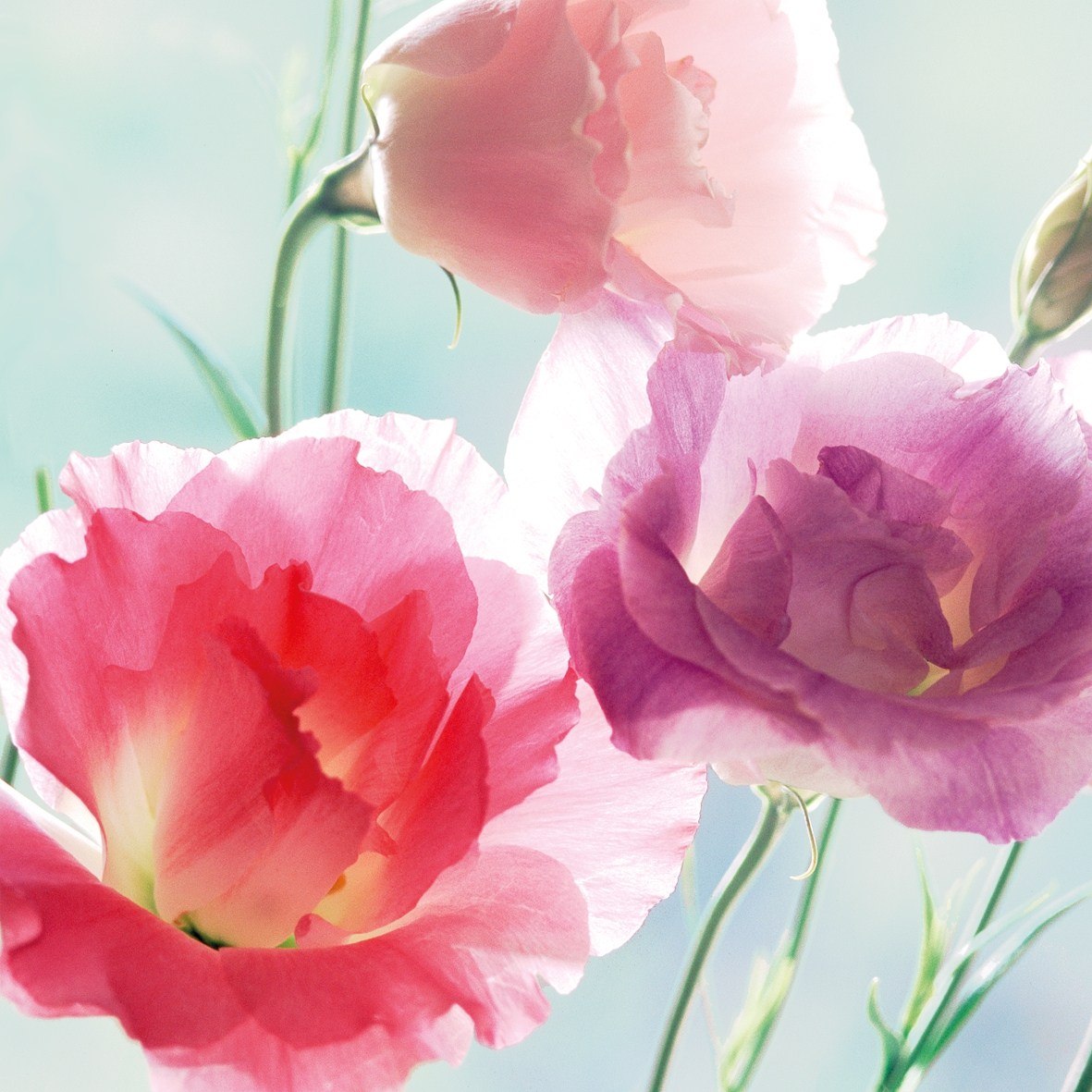 Salveta "Pretty Lisianthus" C74