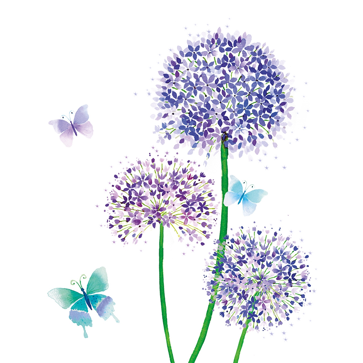 Salveta Allium C76