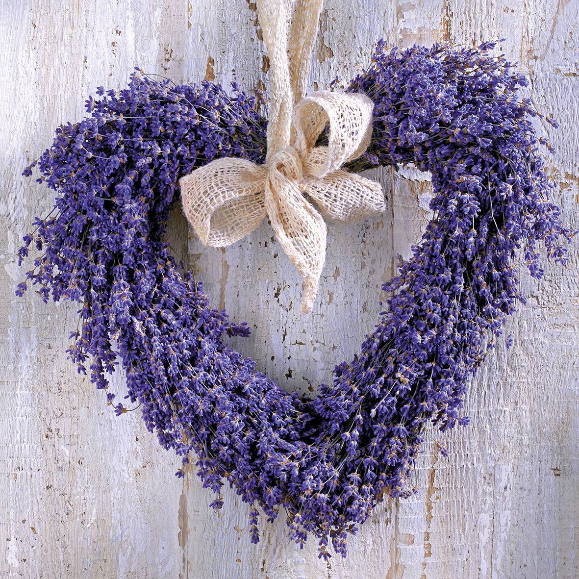 Salveta Lavender Heart CL7