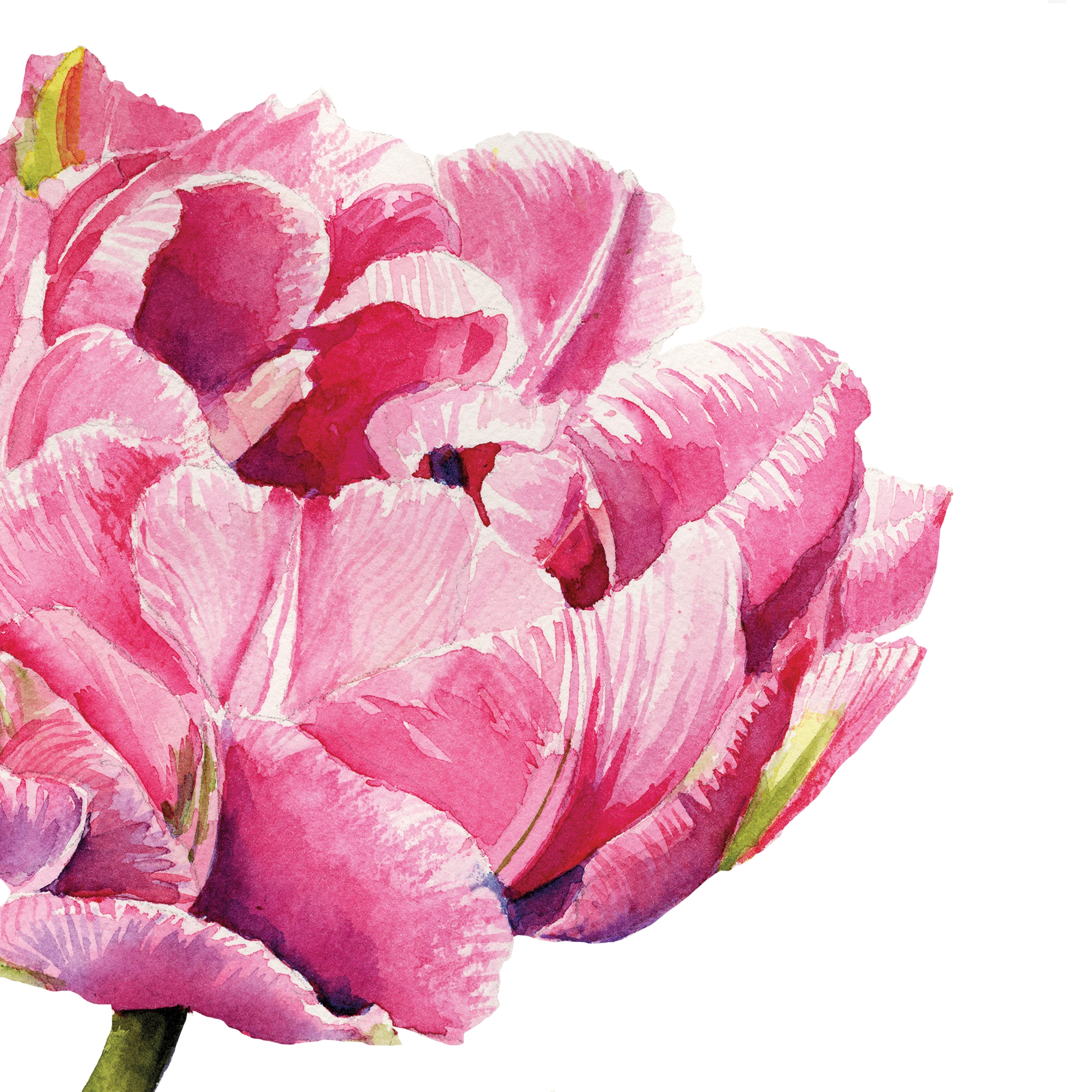 Salveta Pink Parrot Tulip C79