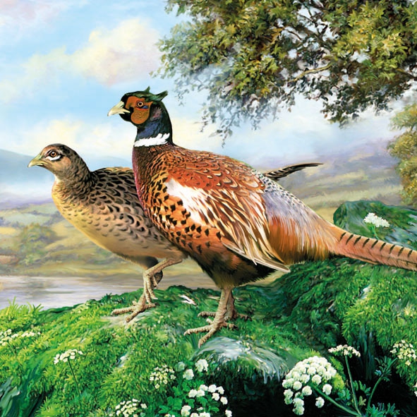 Salveta Pheasant  PT7