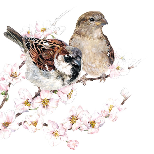 Salveta Sparrows blossom PT6