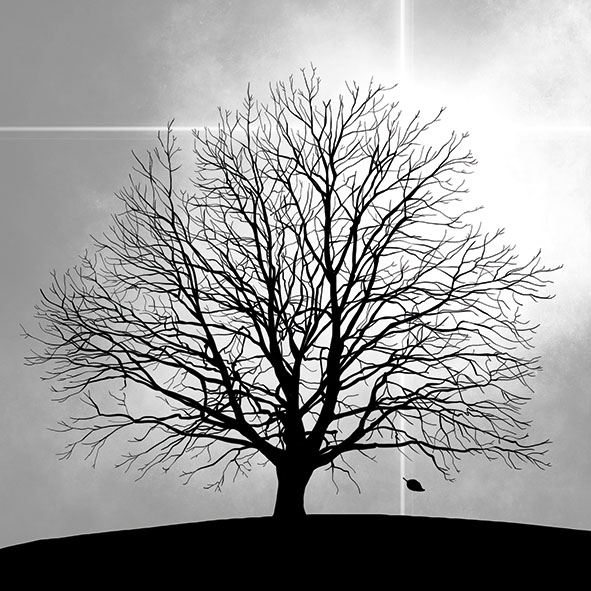 Salveta Tree CJ3