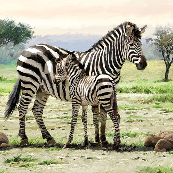 Salveta Zebras J14
