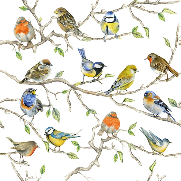 Salveta Birds Meeting PT16