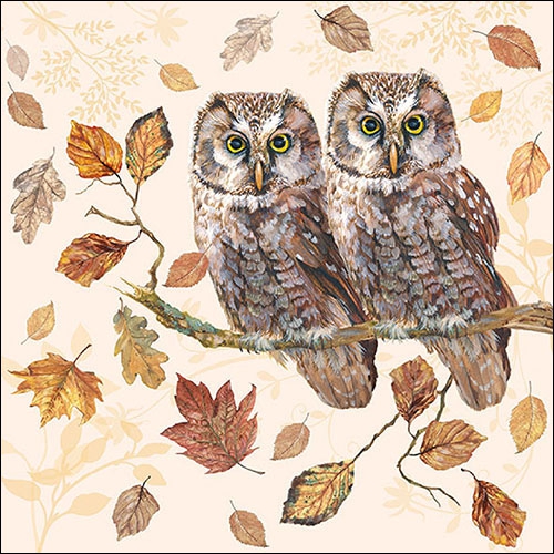 Salveta Owl couple PT19