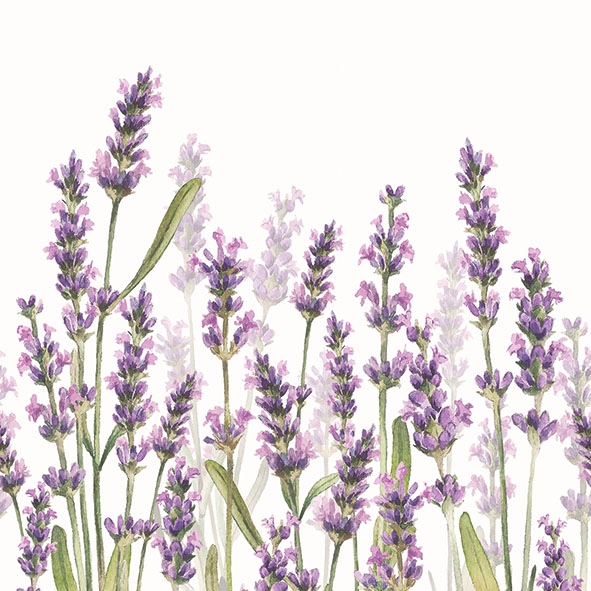 Salveta Lavender shade, white CL11